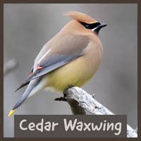 Cedar Waxwing